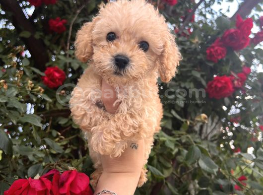 Pamuk Şeker Minik Büyümüycek Teacup Maltipoo Yavrularım