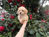 Pamuk Şeker Minik Büyümüycek Teacup Maltipoo Yavrularım