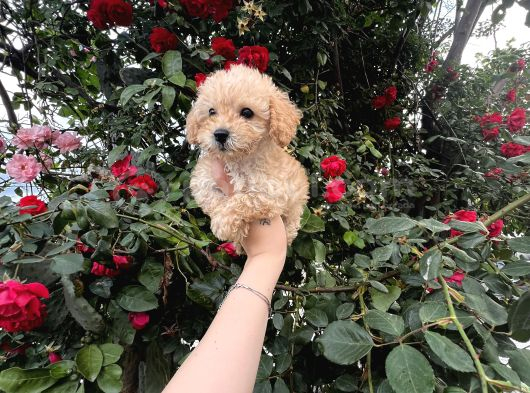 Pamuk Şeker Minik Büyümüycek Teacup Maltipoo Yavrularım görsel