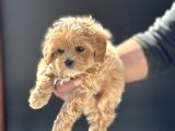 Petmode Köpek Çiftliğinde Ziyarete Açık Maltipoo