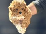 Petmode Köpek Çiftliğinde Ziyarete Açık Maltipoo