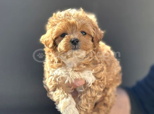 Petmode köpek çiftliğinde ziyarete açık maltipoo