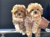 Petmode Köpek Çiftliğinde Ziyarete Açık Maltipoo