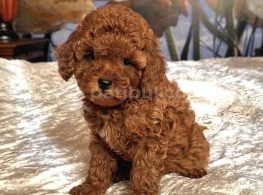 Kizil Safkan Malti̇poo Yavrularimiz
