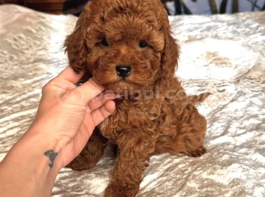 Kizil Safkan Malti̇poo Yavrularimiz görsel