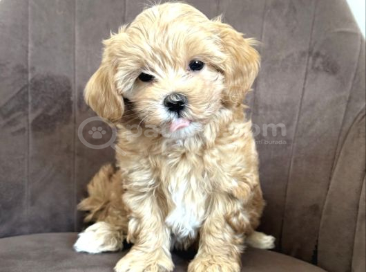 Güzeller Güzeli Maltipoo Bebeklerimiz