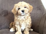 Güzeller Güzeli Maltipoo Bebeklerimiz
