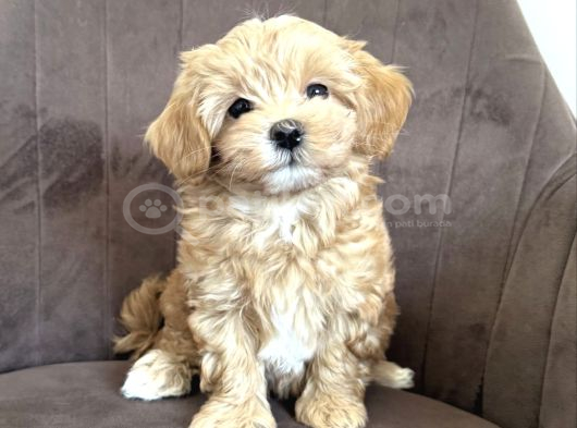 Güzeller Güzeli Maltipoo Bebeklerimiz görsel
