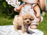 Mini Maltipoo Yavrular