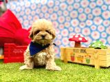 Yuva Bekleyen Maltipoo Aşılı Yavrular