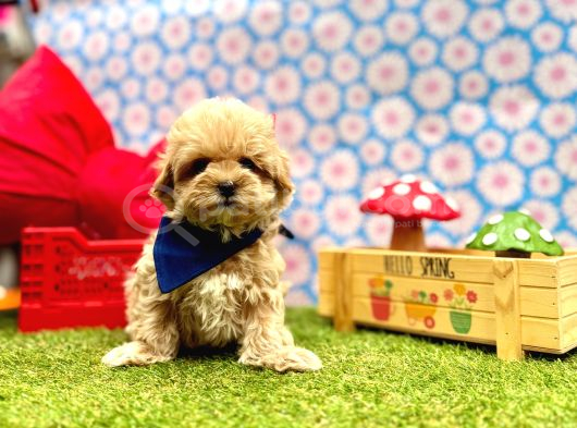 Yuva Bekleyen Maltipoo Aşılı Yavrular görsel