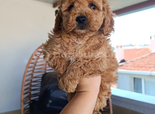 Toy poodle yavrularımız