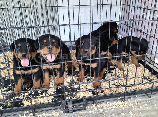 Rotweiler yavruları
