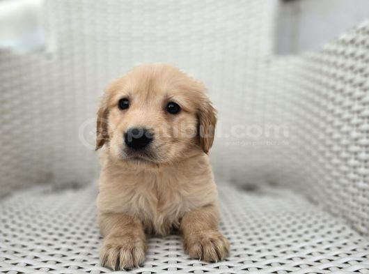 Baby Face Golden Yavrular görsel