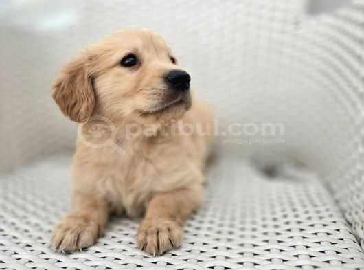 Baby face golden yavrular