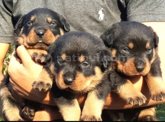 Koca kafa Rotweiler