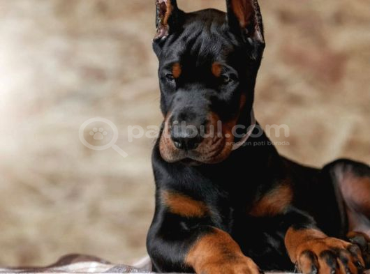 Safkan europa doberman yavrular