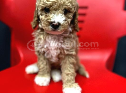 SAFKAN GERÇEK MALTİPOO BEBEKLER