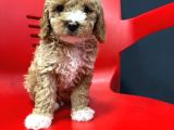 Safkan Gerçek Malti̇poo Bebekler