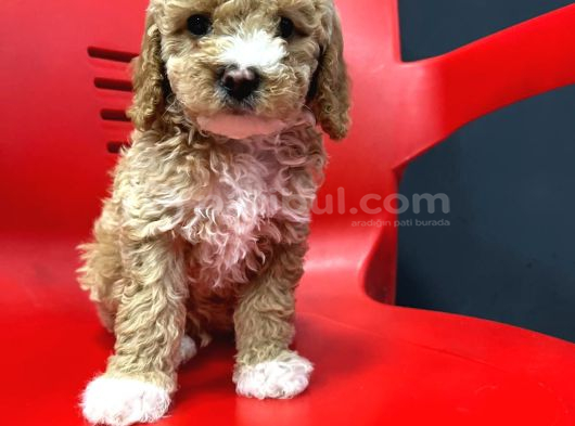 Safkan Gerçek Malti̇poo Bebekler görsel