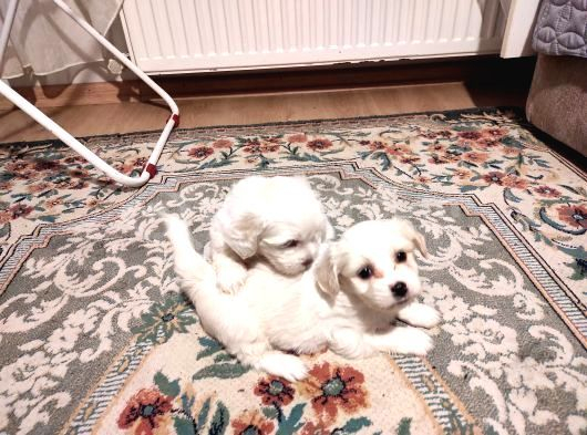 Xs maltese bebekler