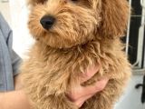 Mi̇ni̇ Boy Maltipoo Oğlumuz