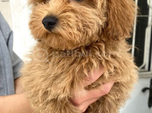 Mi̇ni̇ Boy Maltipoo Oğlumuz görsel