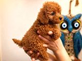 Red Toy Poodle Yavru Dişi Yavrular Üçretsiz Teslimat