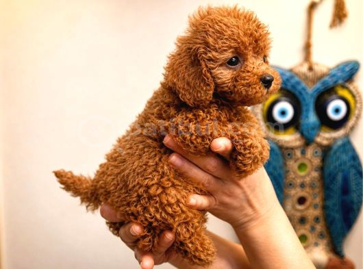 Red Toy Poodle Yavru Dişi Yavrular Üçretsiz Teslimat