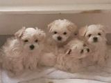 Malti̇poo Ci̇nsi̇ Yavrular Ev Üreti̇mi̇