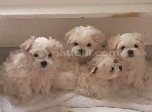 Malti̇poo Ci̇nsi̇ Yavrular Ev Üreti̇mi̇ görsel