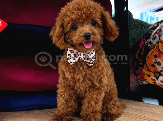 TOY POODLE SEVİMLİ YAVRULAR EV ÜRETİMİ