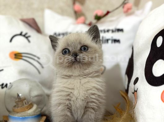 Safkan Blue Point Yavruları görsel