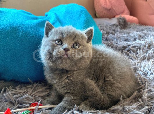 Safkan Gri Yavrularımız Yeni Yuvasını Arıyor görsel