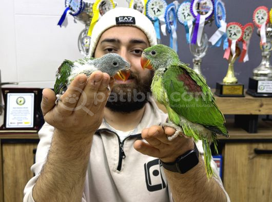 45-50 Günlük Bebek El Besleme İskender Papağani Yavrular görsel
