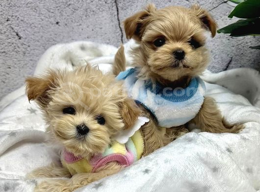Kore Kan Büyümez Maltipoo Yavrularımız görsel
