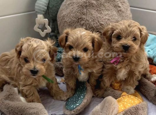Bol Tüylü ufacık maltipoo bebekler