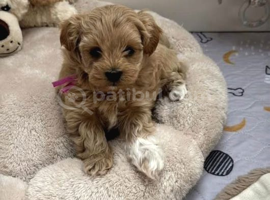 Bol Tüylü Ufacık Maltipoo Bebekler görsel