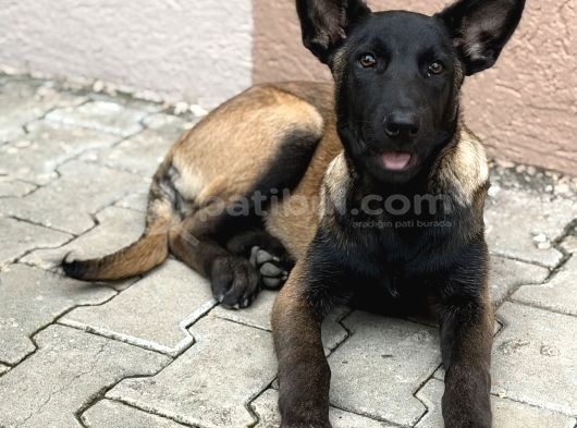 Anne Sütünü Tam Almış Sağlıklı Malinois görsel