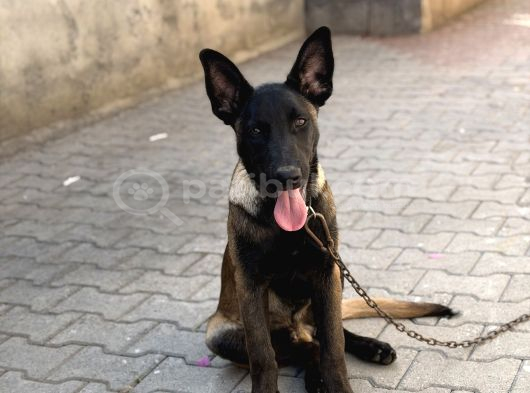 Anne sütünü tam almış sağlıklı malinois