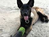 Anne Sütünü Tam Almış Sağlıklı Malinois