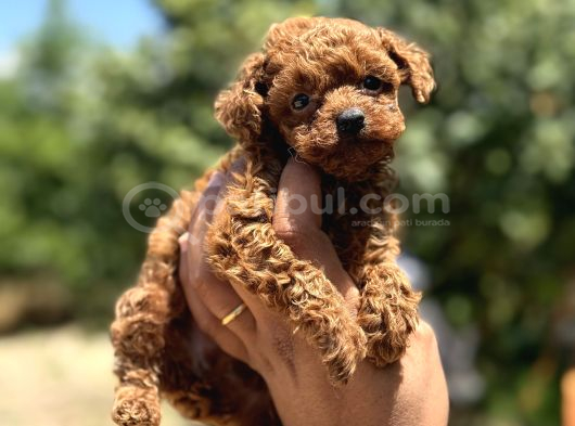 Microboy korea poodle redbrovn yavrumuz