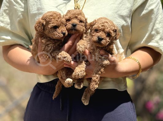 Apricot teacup toypoodle bebeklerimiz