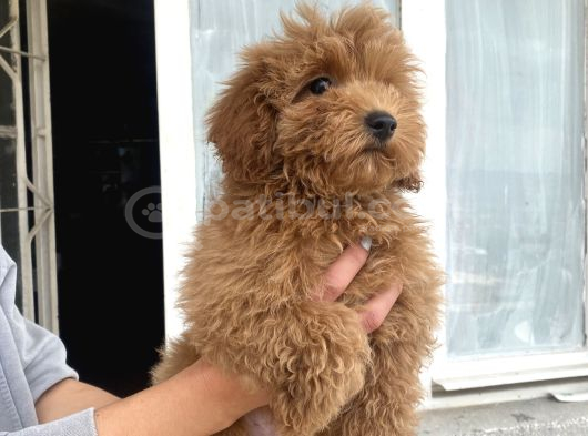 Mi̇ni̇ Boy Maltipoo Oğlumuz görsel