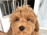 Mi̇ni̇ Boy Maltipoo Oğlumuz