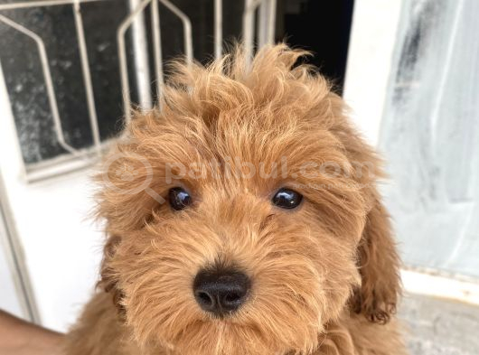 Mi̇ni̇ Boy Maltipoo Oğlumuz görsel