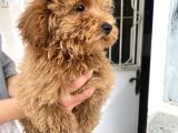 Mi̇ni̇ Boy Maltipoo Oğlumuz