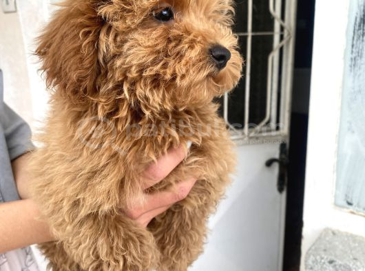 Mi̇ni̇ Boy Maltipoo Oğlumuz görsel