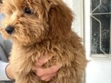 Mi̇ni̇ Boy Maltipoo Oğlumuz