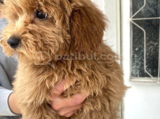 Mi̇ni̇ Boy Maltipoo Oğlumuz görsel